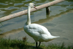 DSCF0092
