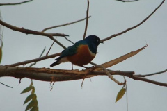 DSCF0017